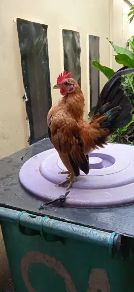Ayam serama jantan