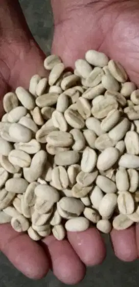Biji Kopi Arabika Dolok Sanggul