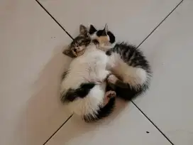 Open Adopsi Kucing Kampung