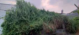 Lokasi bagus tanah taman pinang
