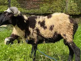 Jual Domba Qurban Bandung Murah Gratis Ongkos Kirim