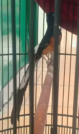 Murai batu 3 larasan