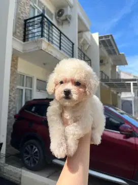 Teacup poodle white jantan
