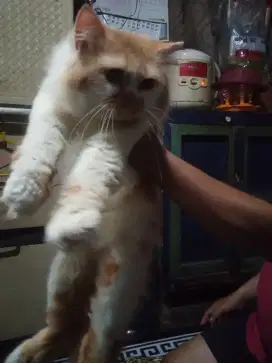 Kucing jantan flatnose