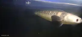 Chana maru yellow Sentarum