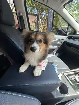 Mini Corgi betina semi long hair