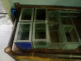 Aquarium Ikan Kecil