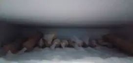 ES MAMBO 4 varian rasa