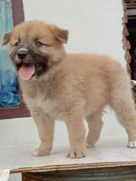 Ras besar umur 2 bln