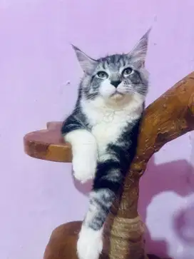 Kitten Mainecoon PURE Maine Coon Parent PED PEDIGREE SERTIFIKAT CFA
