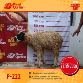 Jual hewan layak Qurban Bisa antar sebanding Rayya
