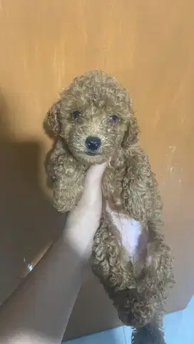 JUAL ANAK ANJING POODLE