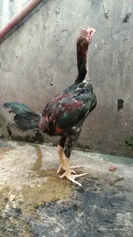 Ayam bangkok anakan