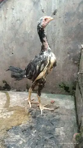 Ayam anakan bangkok