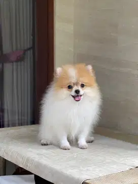 Jual minipom betina