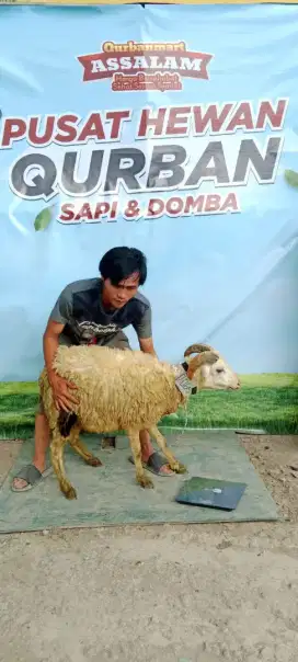 DI JUAL CEPAT DOMBA 2JT NEGO