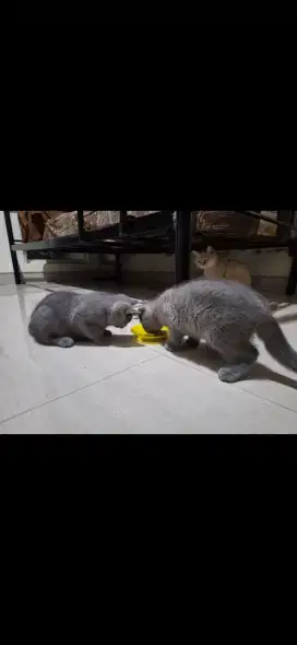 Kitten british shorthair bsh jantan line ped import