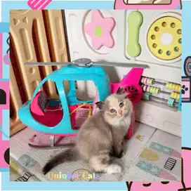 Kucing Ragdoll x Himalaya Betina Chocolate Cinnamon Tortie