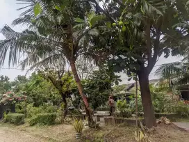 Pohon GRATIS silahkan ambil