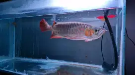 ARWANA SUPER RED