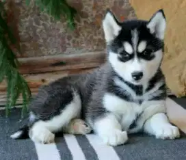 DIJUAL ANJING SIBERIAN HUSKY