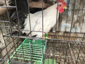 Ayam Kaye chabo