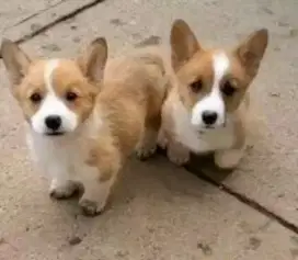 DIJUAL ANJING WELSH CORGI