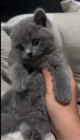 Kucing kitten British Shorthair lucu