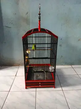 Jual murai ijo harian rajin