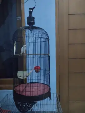 Burung kenari putih