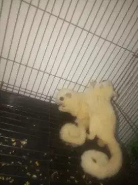 SUGAR GLIDER SEPASANG LEUCUSTIC
