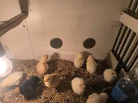 Ayam Jowo Super (DOC)