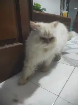 Kucing himalaya red point x peaknose