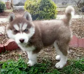 DIJUAL ANAK ANJING SIBERIAN HUSKY