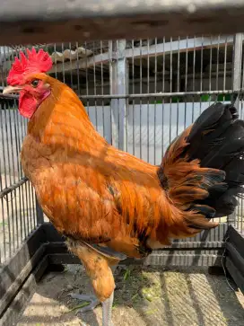 Ayam Arab jago jantan (1)