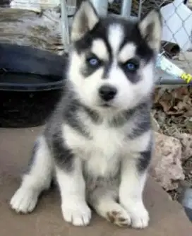 DIJUAL ANAK ANJING SIBERIAN HUSKY