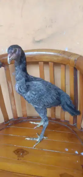 Ayam Pakhoy Betina usia 4 bulan warna kelabu bisa tukar tambah..