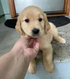 DIJUAL ANAK ANJING GOLDEN RETRIEVER