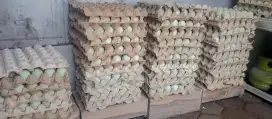 Telur Bebek Ready besar Kecil