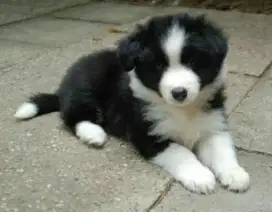 DIJUAL ANAK ANJING BORDER COLLIE