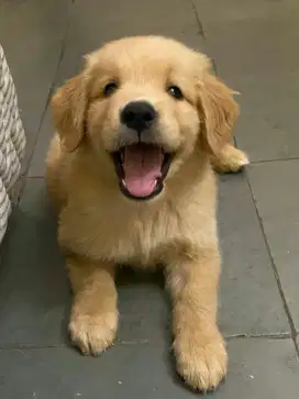 DIJUAL ANAK ANJING GOLDEN RETRIEVER