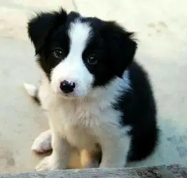 DIJUAL ANAK ANJING BORDER COLLIE