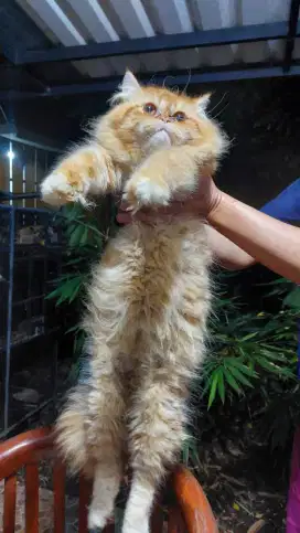 Persia flatnose longhair