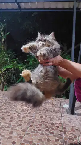 Persia flatnose longhair