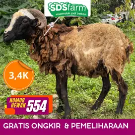 Jual Domba Kurban 2025 – Lokasi Strategis Bandung, Harga Bersahabat