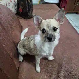 Anjing Pomeranian Pom Chihuahua Pomchi Mix 4 Bulan Betina