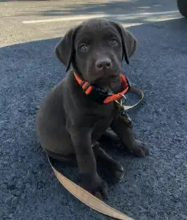 DIJUAL ANAK ANJIING LABRADOR RETRIEVER