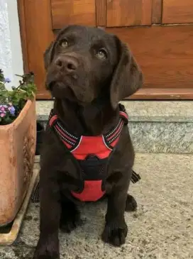 DIJUAL ANAK ANJING LABRADOR RETRIEVER