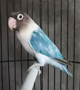 Burung Lovebird love bird Blue Series/BS betina dewasa