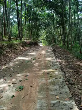 Di jual kebun karet produktif omset 9jt per bulan bersih